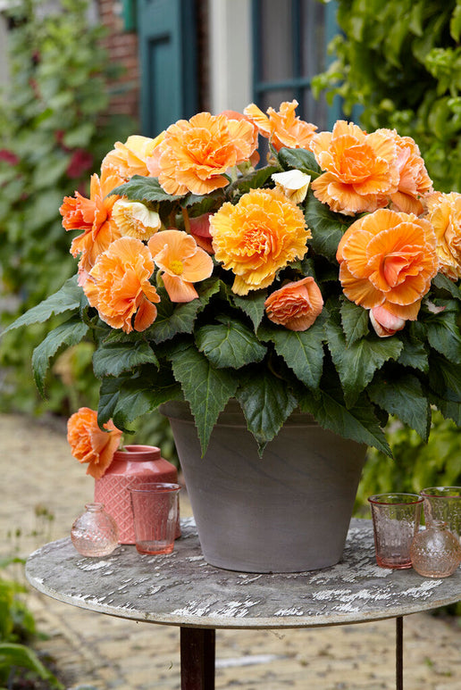 Begonia Picotee Lace Apricot online kaufen