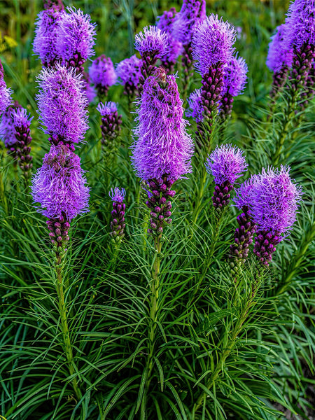 10 Liatris corms