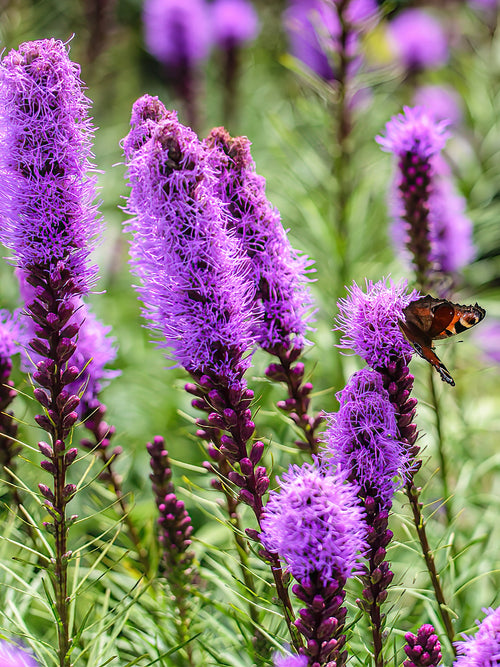 Kaufen Liatris Spicata