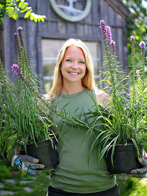 Liatris Spicata | DutchGrown™