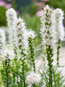 Liatris Spicata Alba (Prachtscharte)