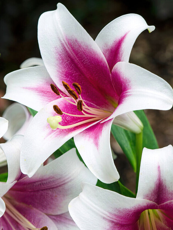 Kaufen Lily Friso - Lilien Zwiebeln