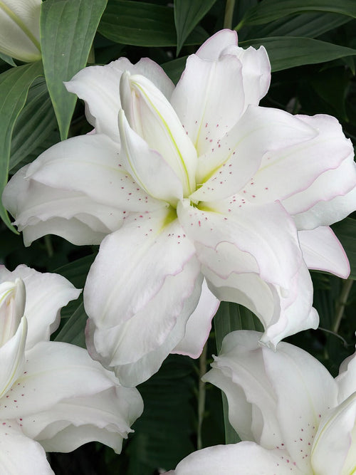 Lilie Lotus Beauty, Lilien online kaufen