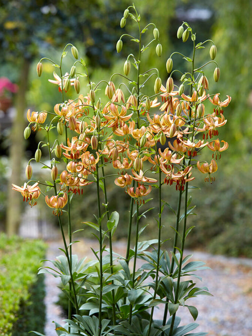 Lily Peppard Gold Martagon Lilien Zwiebeln