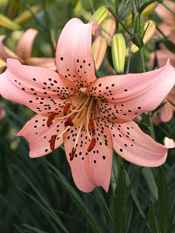 Lilie Pink Giant - Lilien Zwiebeln