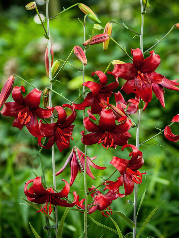 Blumenzwiebeln für Lilien kaufen - Lilie Red Velvet