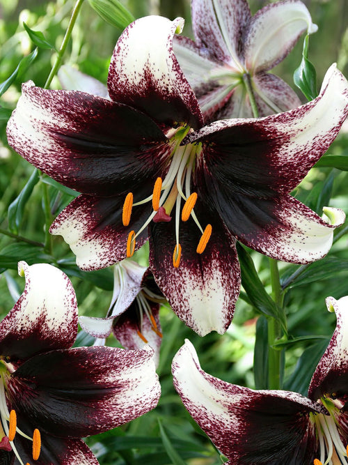 Lilien online kaufen Lilie Stracciatella Event