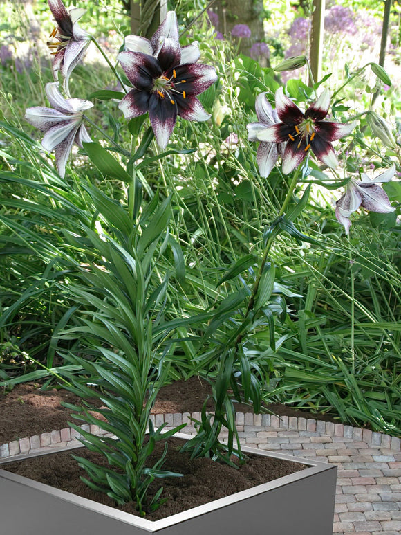 Lilie Stracciatella Event - Blumenzwiebeln für Lilien kaufen