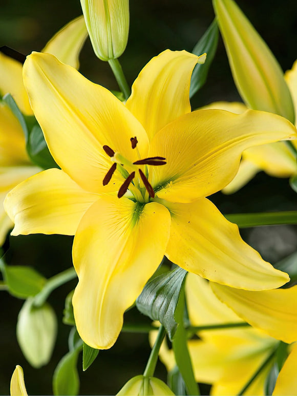Lilien bestellen online - Lilie Yellow Power