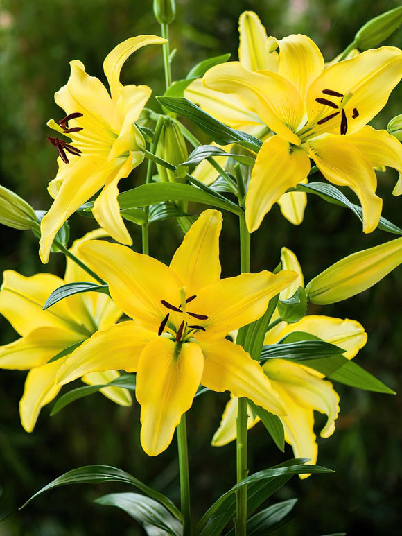 Lilie Yellow Power - Lilienzwiebeln Kaufen 