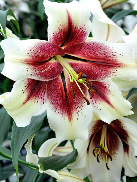 Lilie Zeba Blumenzwiebeln für Lilien kaufen