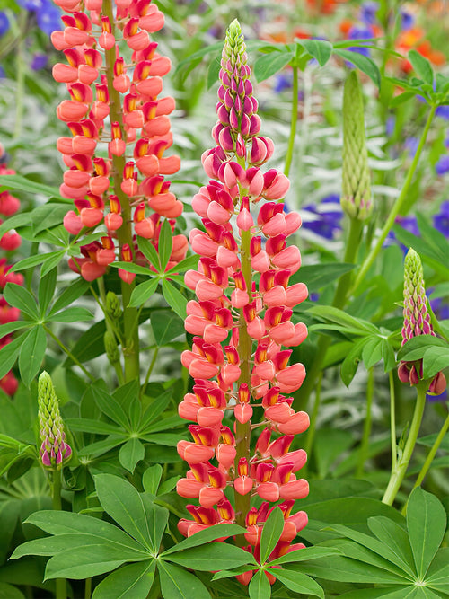 Lupine My Castle Wurzelnackte Pflanzen