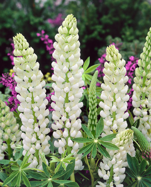 Kaufen Lupine Noble Maiden | DutchGrown™