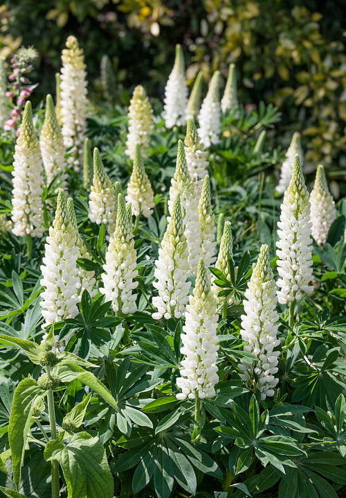 Lupine Noble Maiden (Lupinus)