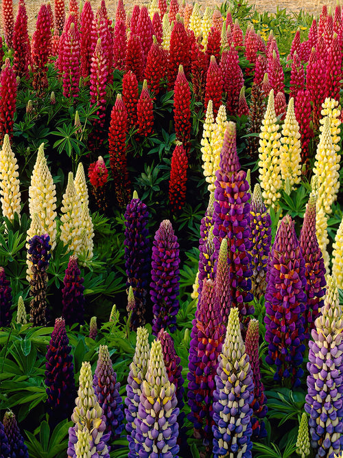 Lupine Russell Hybrids