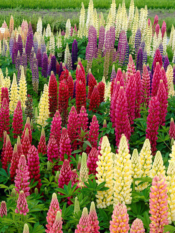 Lupine Russell Hybrids Wurzelnackte Pflanzen