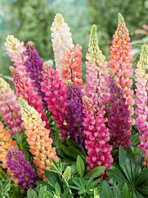 Lupine Russell Hybrids