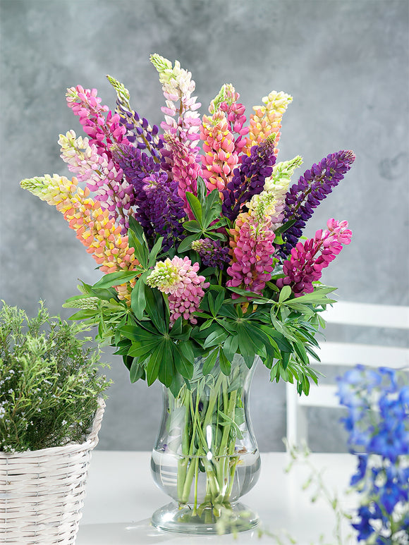 Lupine Russell Hybrids online kaufen bei DutchGrown™