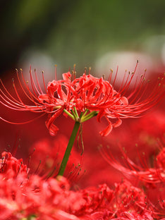 Rosarote Spinnenlilie (Lycoris radiata)