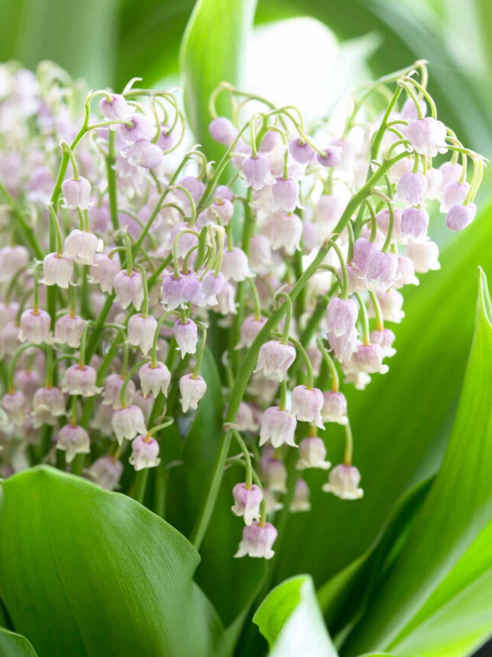 Maiglöckchen (Convallaria Majalis) Rosea