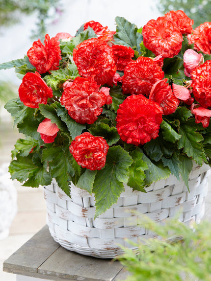 Begonia Begonienknollen kaufen DutchGrown™
