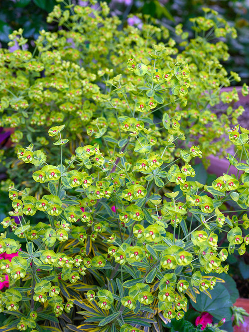 Martin's Wolfmilch | Euphorbia x martinii 'Ascot Rainbow'
