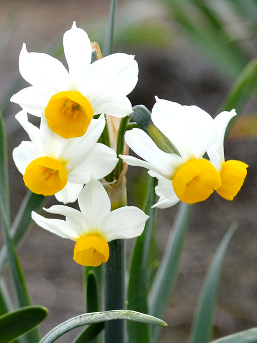 Narcissus Canaliculatis