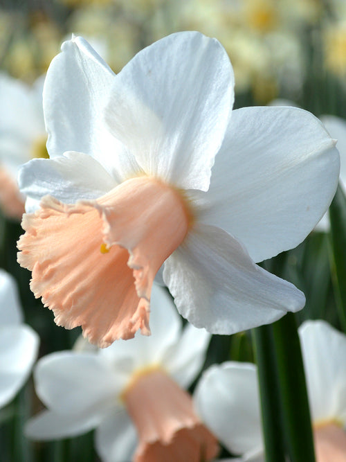 Mini Daffodil Cha Cha - Pure white and pink narcissus for pots and borders