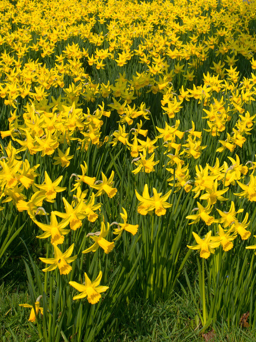 Mini Daffodil February Gold