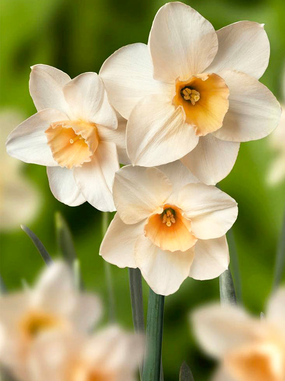 Mini Daffodil ProseccoNarzissen Prosecco