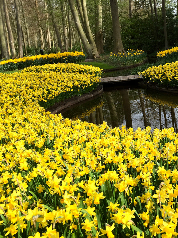 Botanische Narzissen Tete a Tete