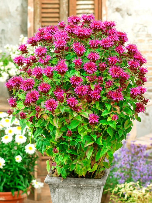 Monarda Bee-Free (Indianernessel)