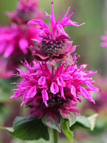 Monarda Bee-Free (Indianernessel)