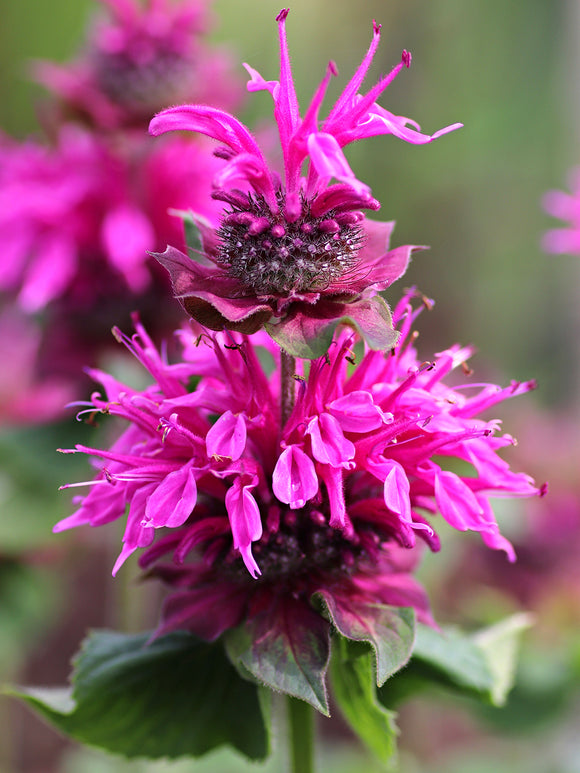 Monarda Bee-Free Goldmelisse / Indianernessel / Monarde