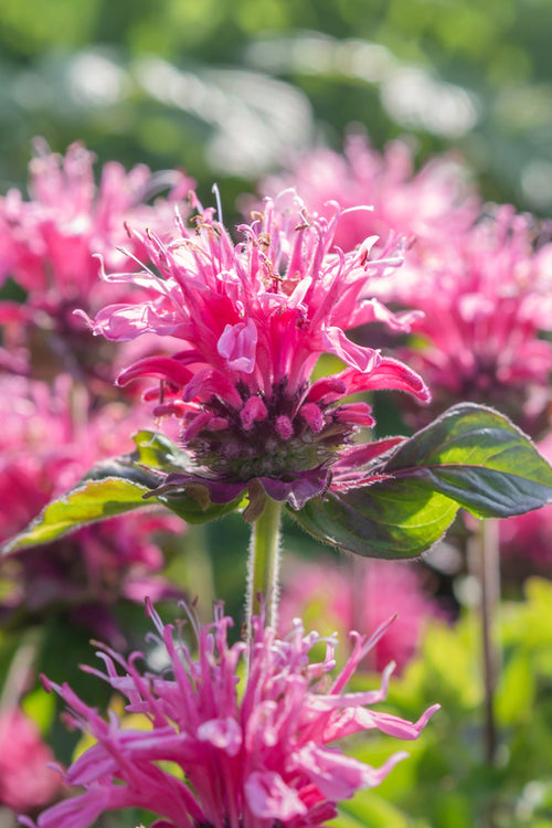 Monarda Cranberry Lace (Indianernessel)