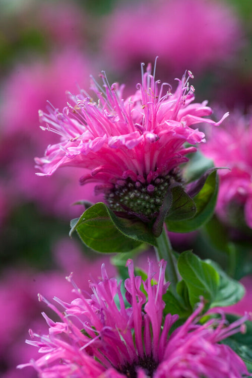 Monarda Cranberry Lace Monarda - Indianernessel Pflanzen