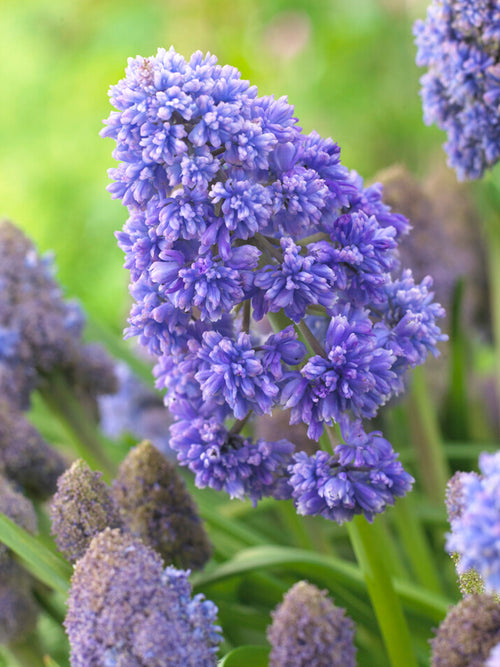 Traubenhyazinthe Fantasy Creation (Muscari) kaufen
