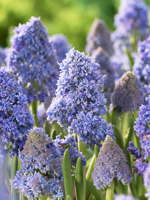 Traubenhyazinthe Fantasy Creation (Muscari)