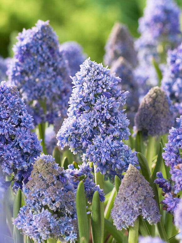 Traubenhyazinthe Fantasy Creation (Muscari)
