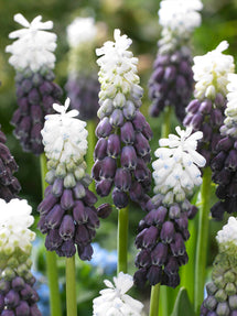 Muscari Grape Ice (Traubenhyazinthe)