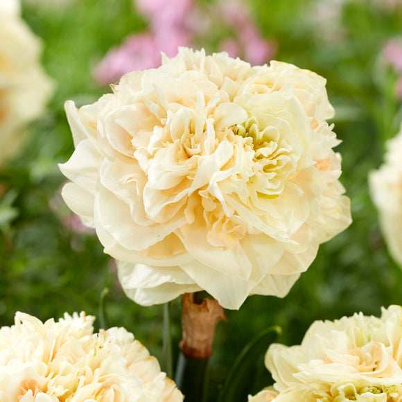 Narzisse Pom Pom Rose - Narzissenzwiebeln bestellen