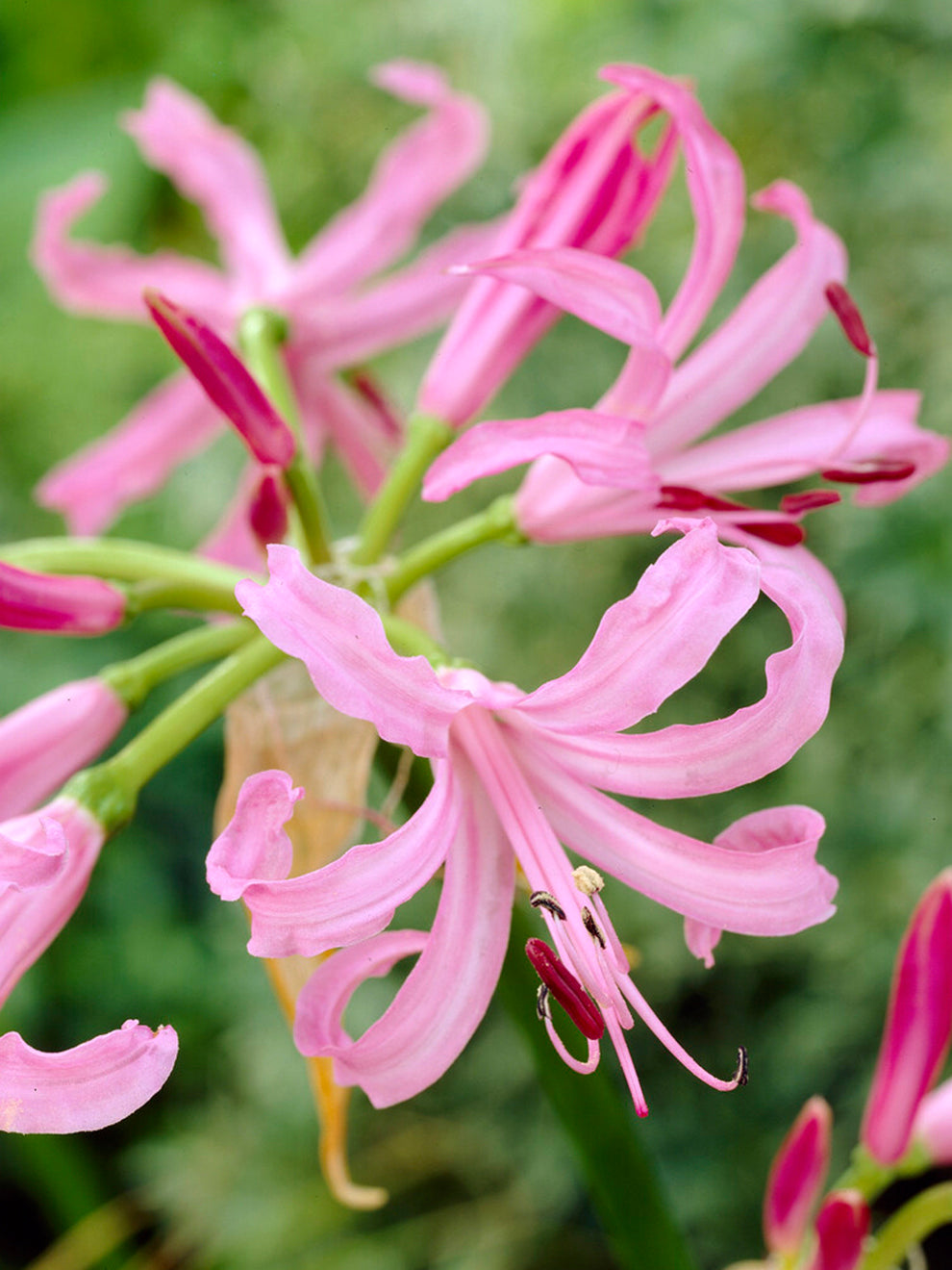 Nerine bowdenii - Nérine, Lis de Guernesey - Vente en ligne Nerine bowdenii - Nérine, Lis de Guernesey - Vente en ligne