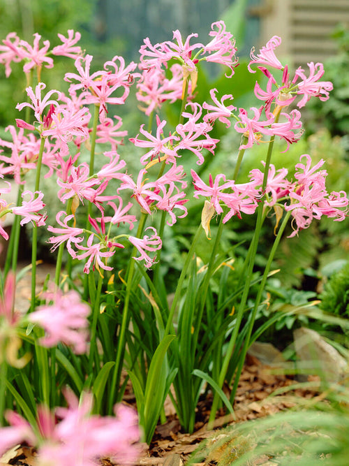 Nerine Bowdenii (Guernseylilie)