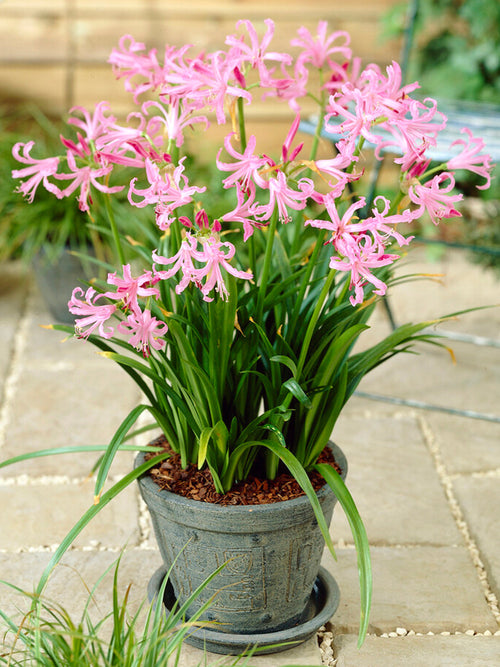 Nerine Bowdenii (Guernseylilie)