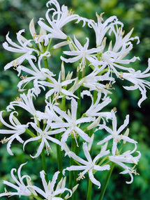 Nerine Bowdenii Alba (Guernseylilie)