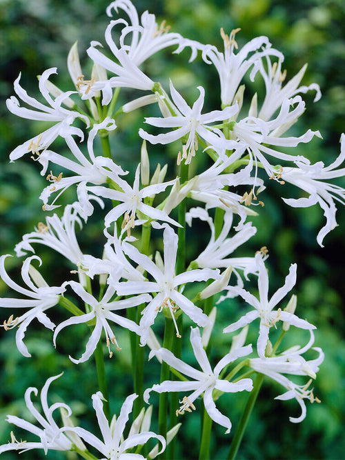 Kaufen Nerine Bowdenii Alba (Guernseylilie)