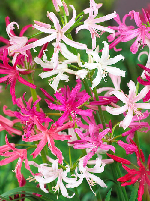 Nerine Bowdenii Züchtermischung