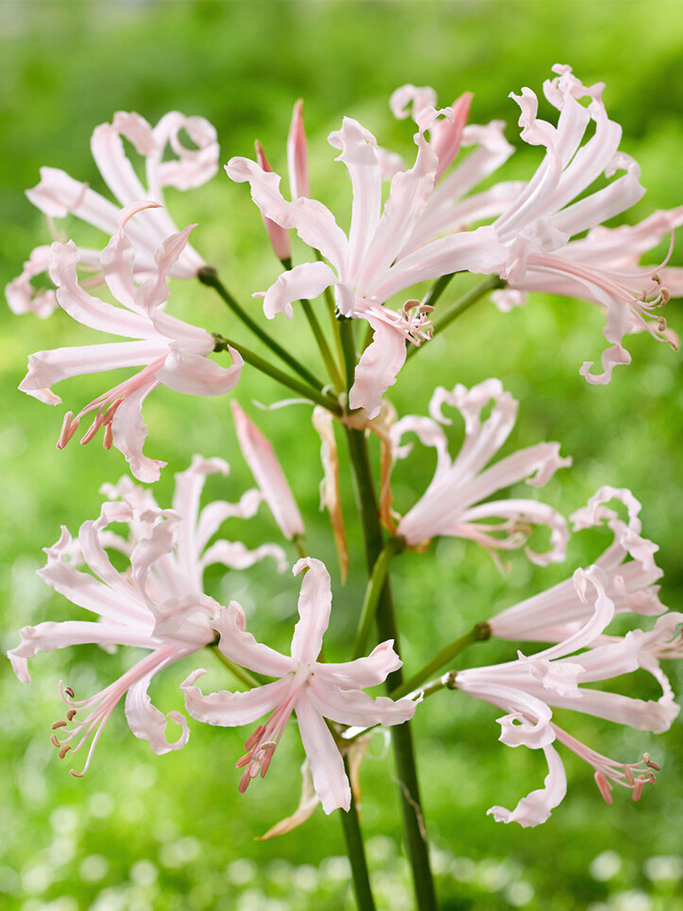 Nerine Bowdenii Vesta Guernseylilie nerine-bowdenii-vesta-guernseylilie