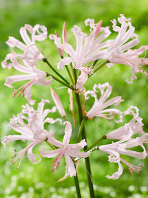 Nerine Bowdenii Vesta (Guernseylilie)