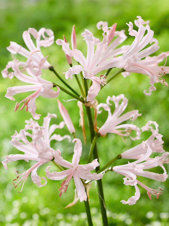 Kaufen Nerine Bowdenii Vesta (Guernseylilie)